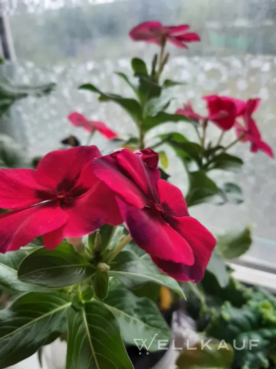 Catharanthus