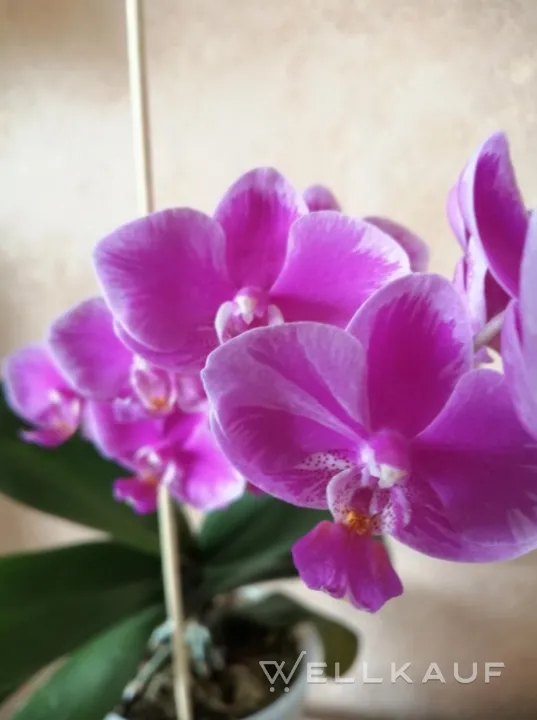 Phalaenopsis-Orchidee