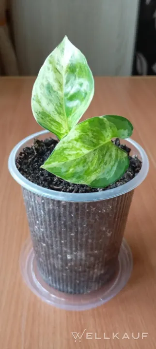 Epipremnum Happy Leaf