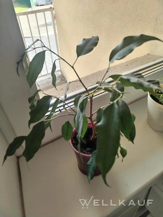 Benjamins Ficus