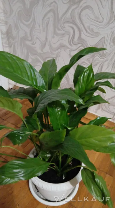 Spathiphyllum