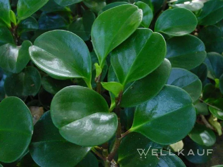 Peperomia obtusifolia.