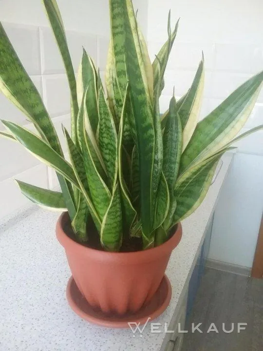 sansevieria