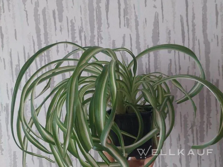Chlorophytum