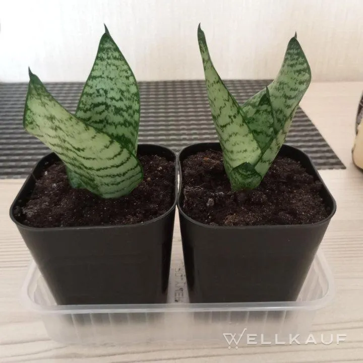 Sansevieria