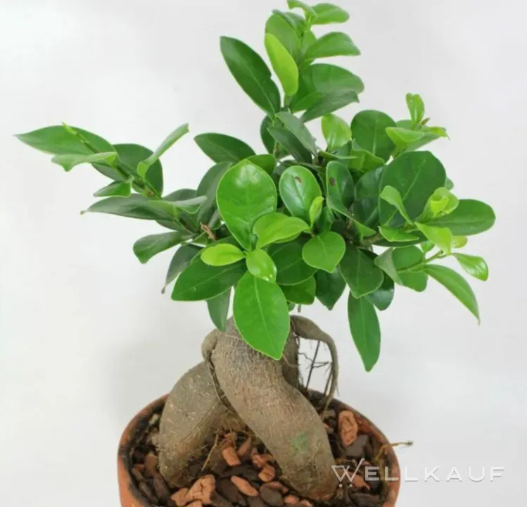 Ficus