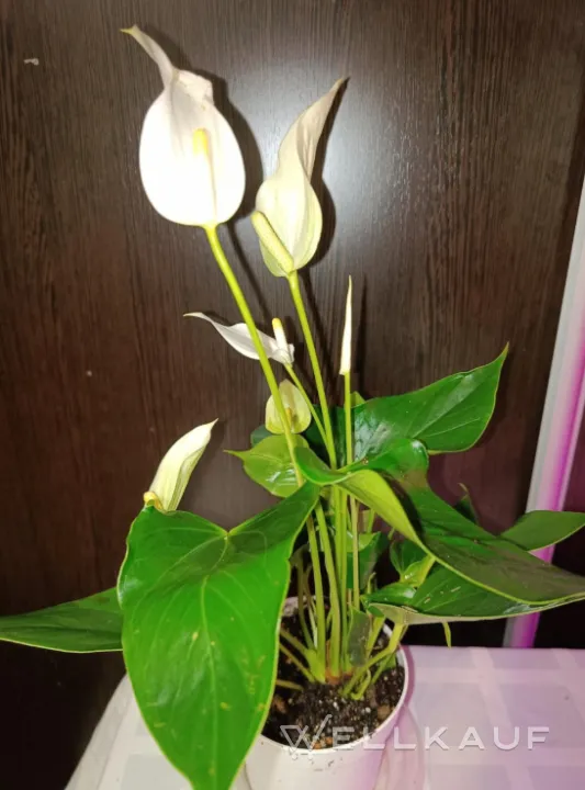 Anthurium Lilie weiß