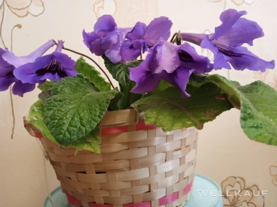 Streptocarpus im Blumentopf