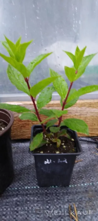 Rispenhortensie