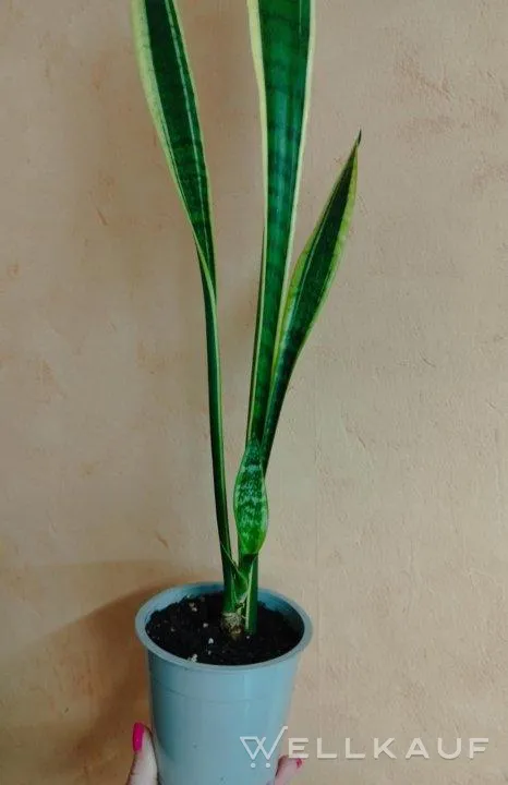 Sansevieria Variegate