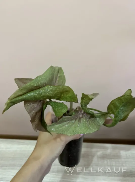 Syngonium
