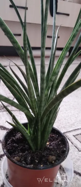 Sansevieria