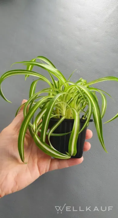 Chlorophytum