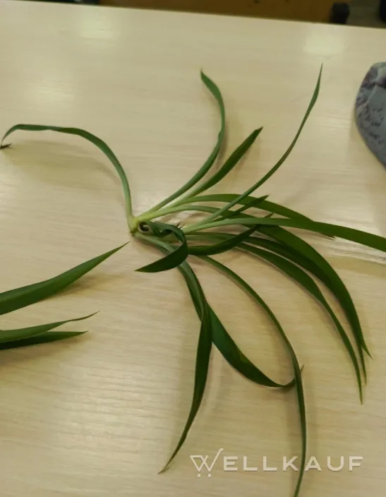 Chlorophytum