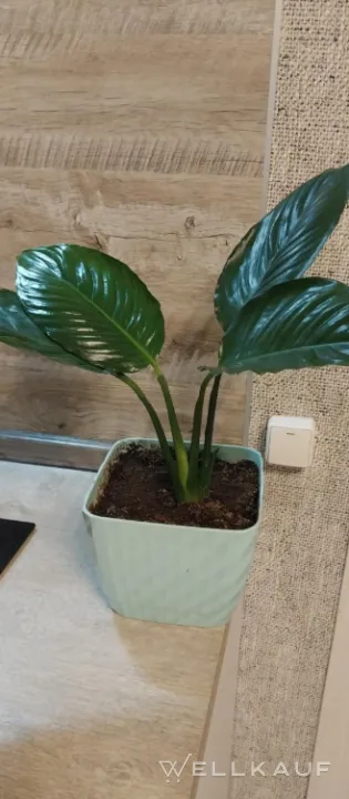 Spathiphyllum