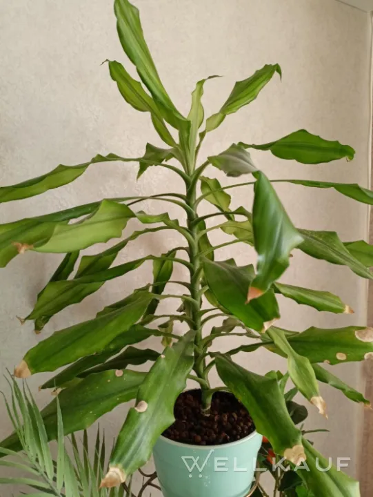 Drachenbaum