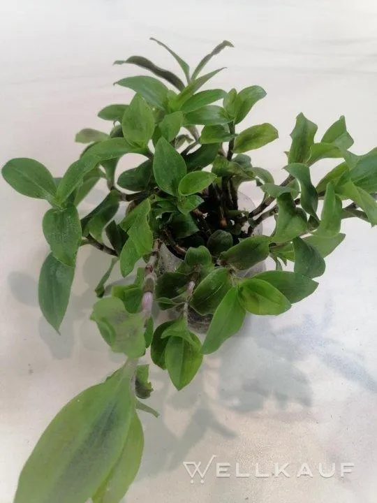 Tradescantia