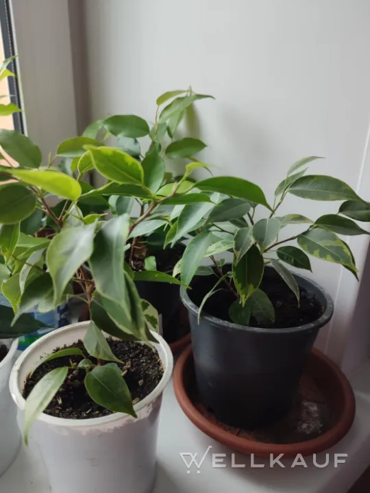 Ficus Benjamina