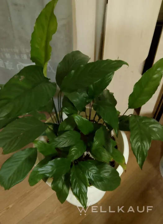 Spathiphyllum