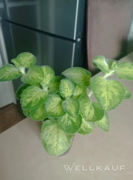 Plectranthus