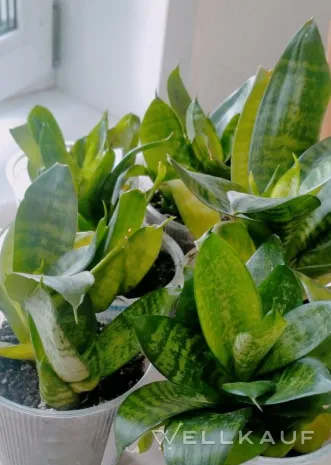 Sansevieria