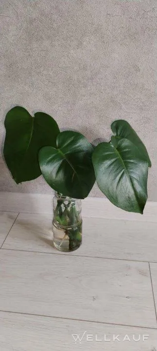Monstera-Stecklinge.