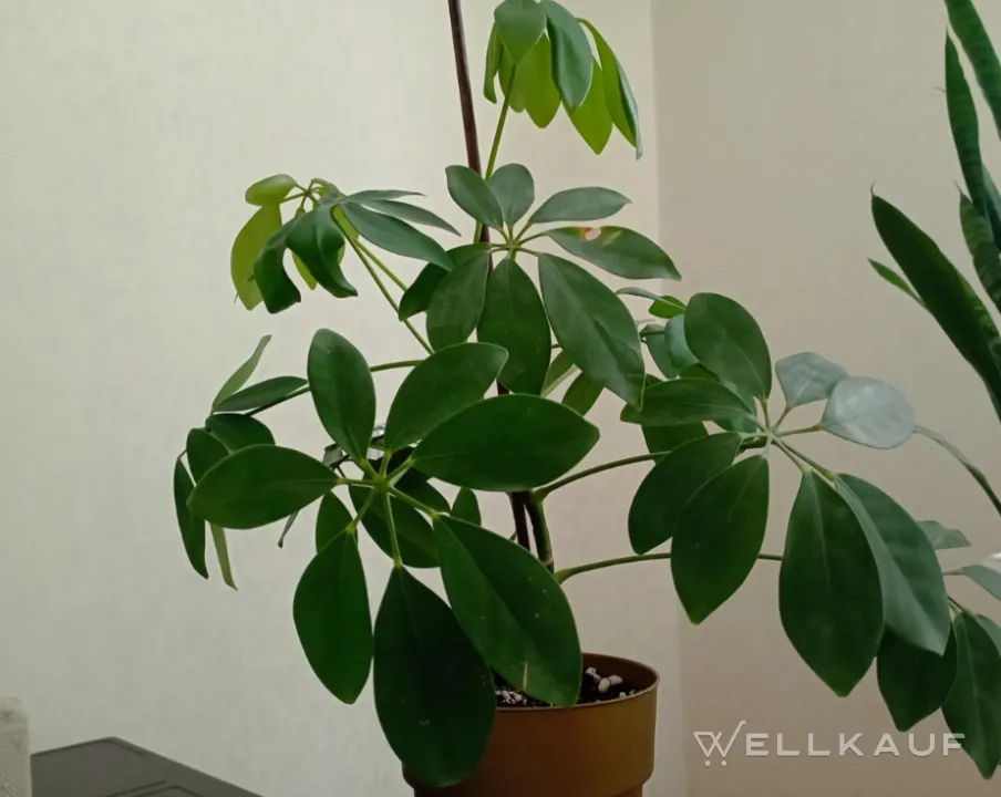Schefflera