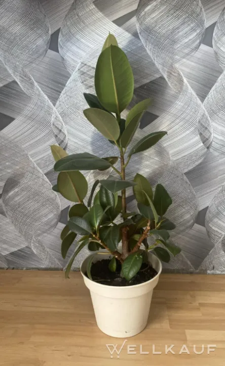 Ficus