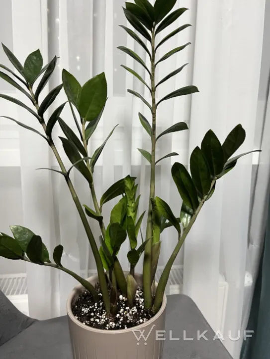 Zamioculcas