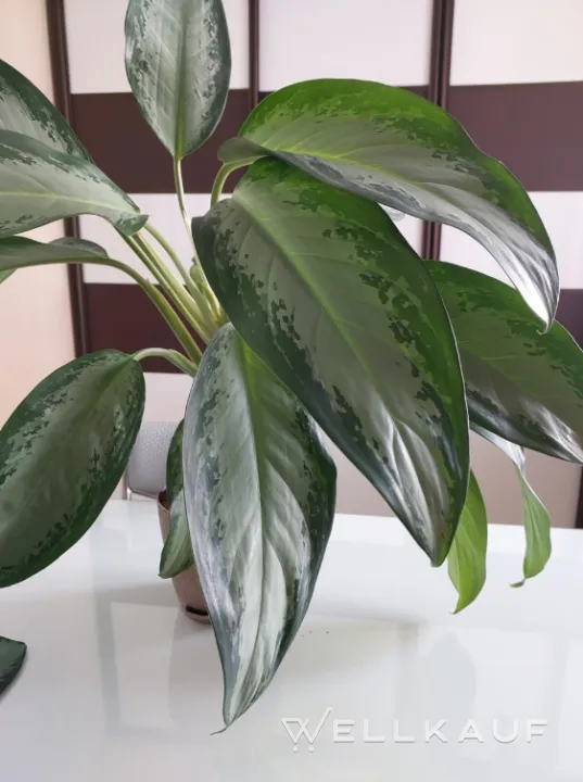 Aglaonema