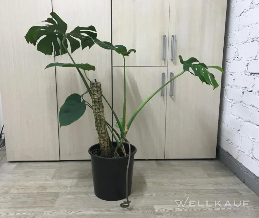 Monstera