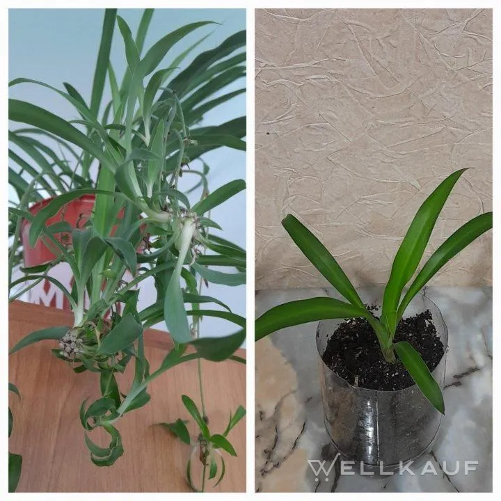 Chlorophytum