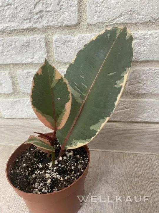 Ficus belize