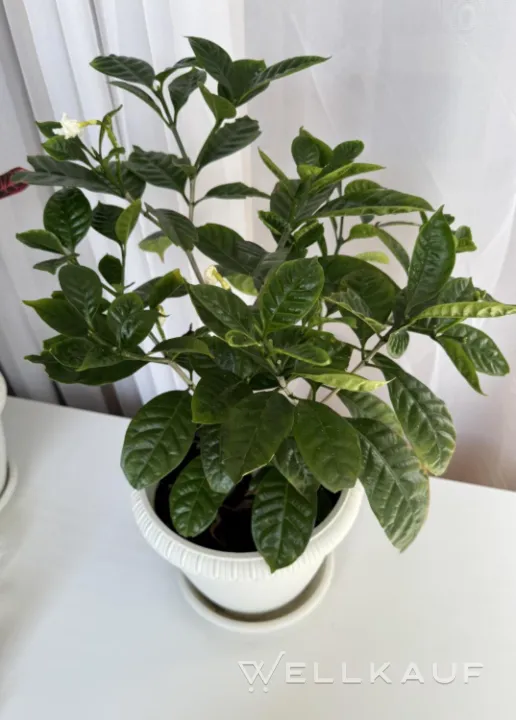Tabernaemontana
