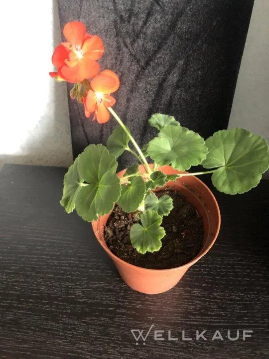 Innenblume