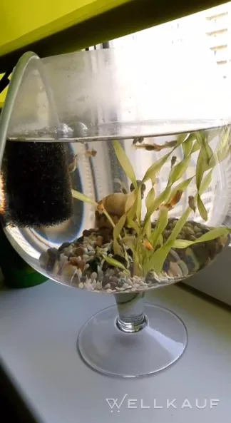 Aquarienglas