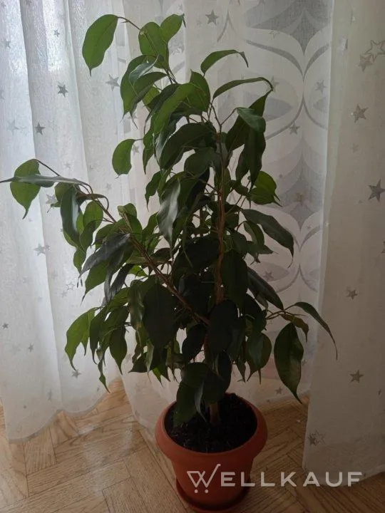 Ficus
