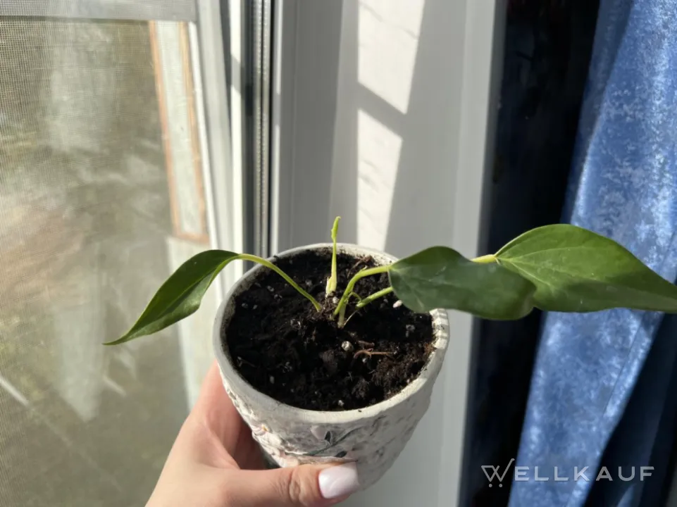 Anthurium