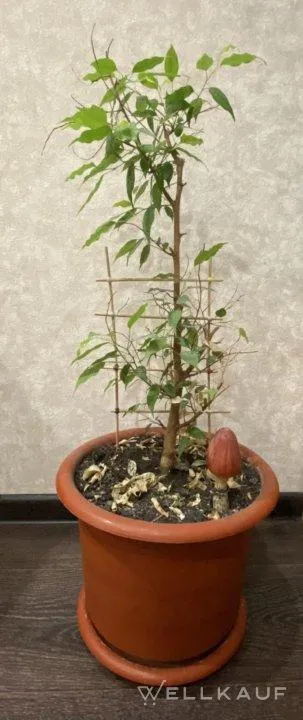 Ficus Benjamini.