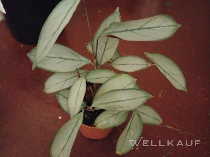 Ctenanthe Grey Star.