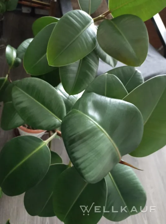 Ficus