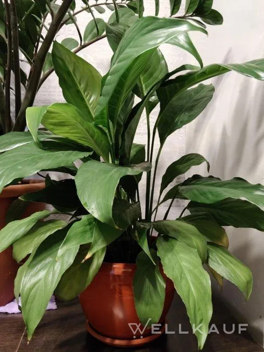Spathiphyllum
