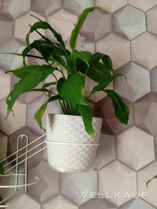 Spathiphyllum.