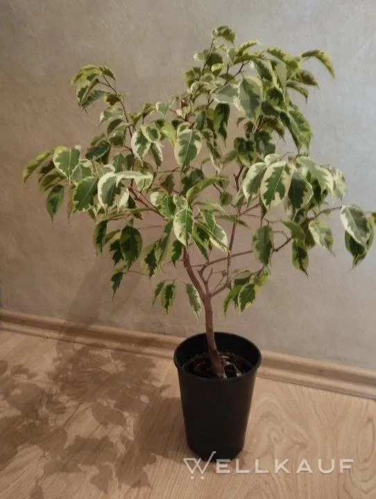 Ficus.