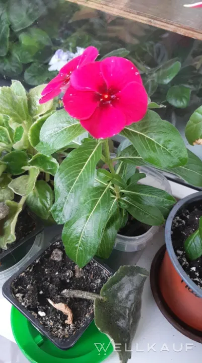 Catharanthus