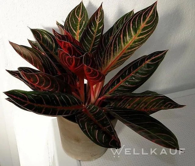 Aglaonema 'Sumatra'.