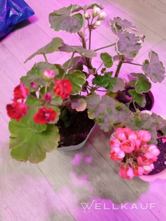 Pelargonie