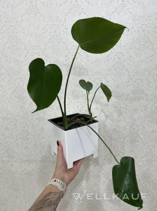 Monstera