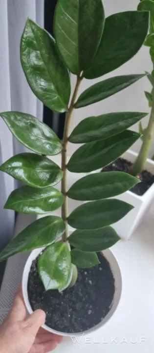 Zamioculcas