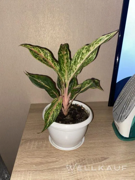 Aglaonema 'Butterfly'.
